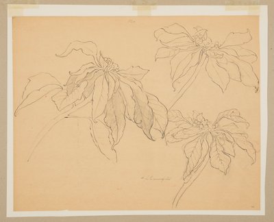 一品红研究 作者 索菲亚·克朗菲尔德