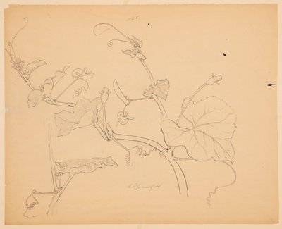 壁球藤研究 作者 索菲亚·克朗菲尔德