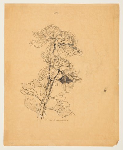 两朵菊花的研究 作者 索菲亚·克朗菲尔德