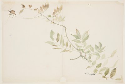 紫藤花叶研究 作者 索菲亚·克朗菲尔德