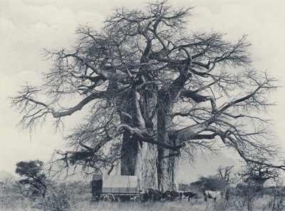 A Baobab Tree (b/w photo) 作者 南非摄影师