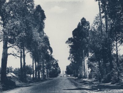 Avenue of Blue Gum Trees, Pretoria (b/w photo) 作者 南非摄影师