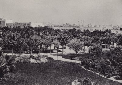 Cadiz: Parque Genoves (b/w photo) 作者 西班牙摄影师