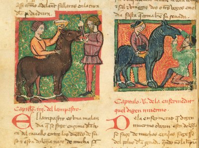 女士214 fol.26v治疗一只马的舌炎，来自Libro de Menescalcia y Albeyteria by Juan Alvarez，c.1390 作者 西班牙语学校