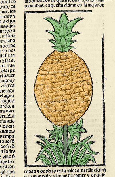 菠萝的表示法。 来自 Gonzalo Fernandez de Oviedo (Gonzalo) 或 Fernandez de，或 Hernandez de Oviedo y Valdes (1478-1557) 作者 西班牙语学校
