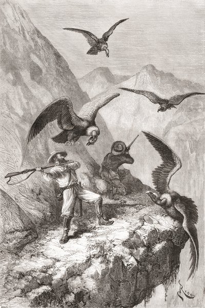 ÉdouardFrançoisAndré和他的同伴在1875  -  76年在安第斯山脉的山麓进行植物学探险期间遭到厄瓜多尔皮钦查省Calacali附近的秃鹰袭击 作者 西班牙语学校
