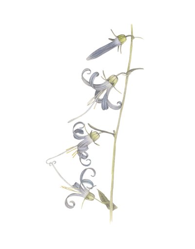 加州 Harebell，2015（石墨铅笔和水彩） 作者 徐静雯