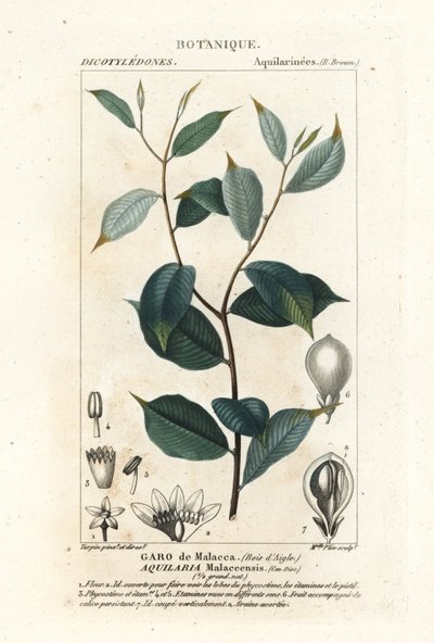 沉香，Aqualaria malaccensis 极度濒危 作者 stanghi stanghi