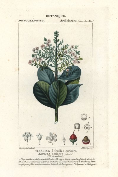 牛筋木，Ardisia coriacea 作者 stanghi stanghi