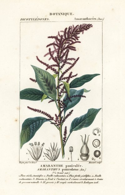 血苋，Amaranthus cruentus 作者 stanghi stanghi