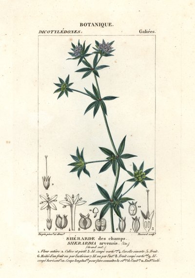 蓝田玉，Sherardia arvensis 作者 stanghi stanghi