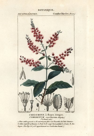 布什柳，Combretum coccineum 作者 stanghi stanghi