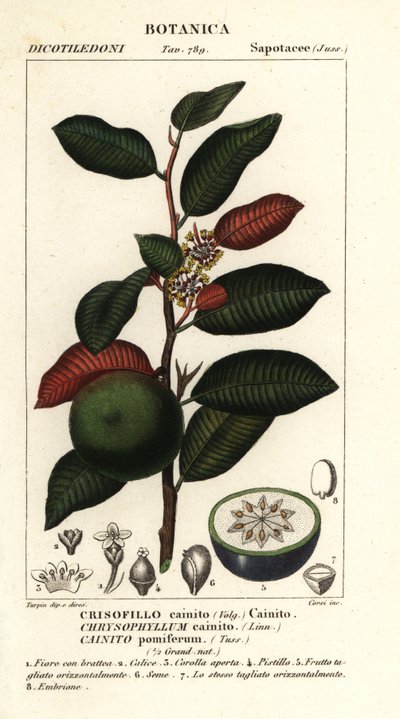 凯恩石、Chrysophyllum cainite 作者 stanghi stanghi