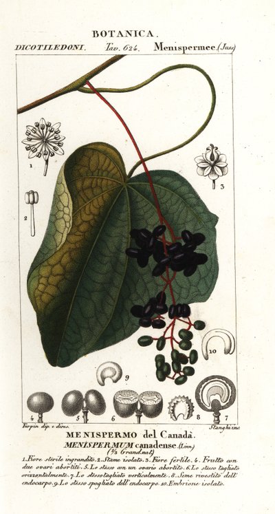 加拿大月季，Menispermum canadense 作者 stanghi stanghi