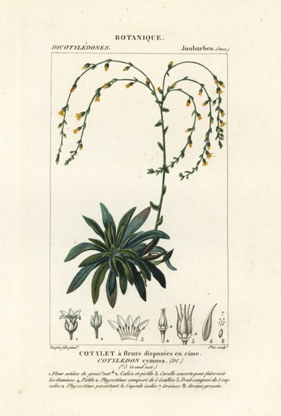 峡谷永生，Dudleya cymosa 作者 stanghi stanghi