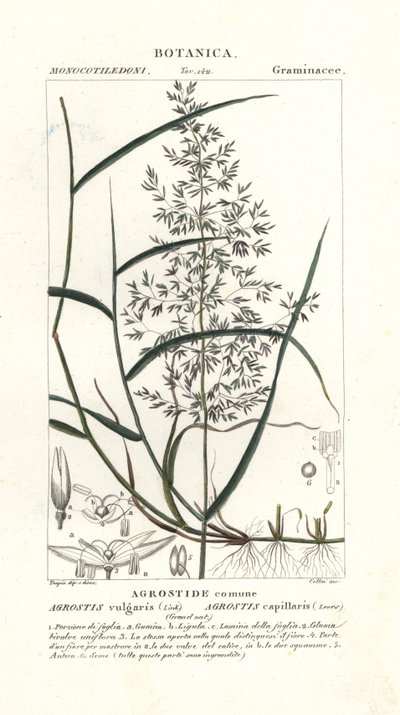 常见弯曲，Agrostis capillaris 作者 stanghi stanghi