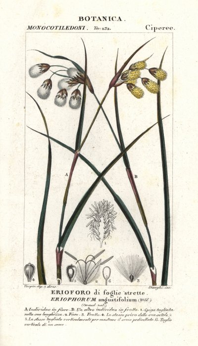 棉花草，Eriophorum angustifolium 作者 stanghi stanghi