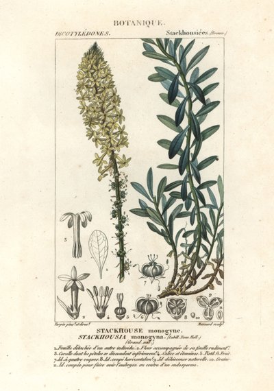 奶油蜡烛，Stackhousia monogyna 作者 stanghi stanghi