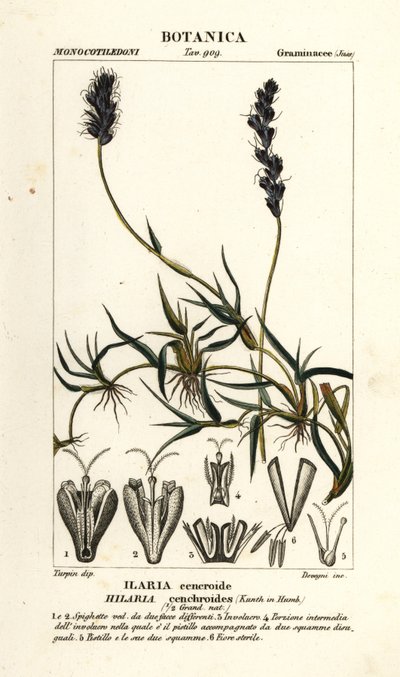 卷曲介壳虫，Hilaria cenchroides 作者 stanghi stanghi