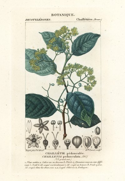 有梗的二瓣花 作者 stanghi stanghi