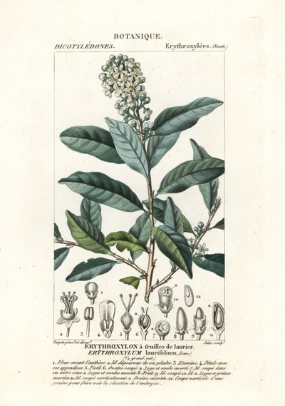 月桂叶红木 作者 stanghi stanghi
