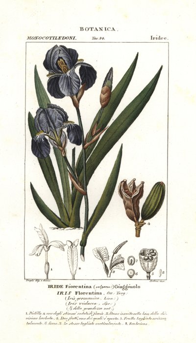 佛罗伦萨鸢尾花，Iris germanica var florentina 作者 stanghi stanghi