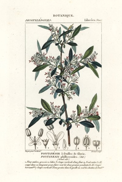 水仙花 作者 stanghi stanghi