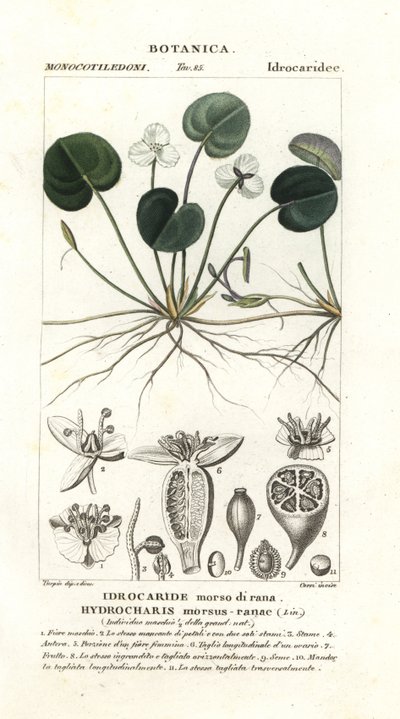 Frogbit, Hydrocharis 咬蛙 作者 stanghi stanghi