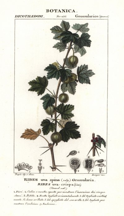 醋栗、Ribes uva-crispa 作者 stanghi stanghi