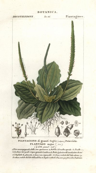 大车前草 作者 stanghi stanghi
