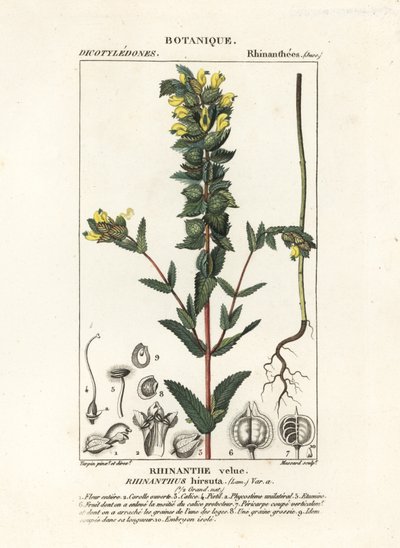 大黄拨浪鼓 Rhinanthus alectorolophus 作者 stanghi stanghi