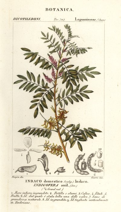 危地马拉靛蓝、Indigofera suffruticosa 作者 stanghi stanghi