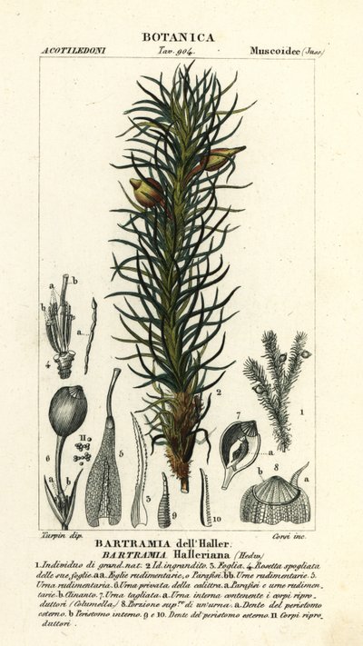 哈勒苹果苔，Bartramia halleriana 作者 stanghi stanghi