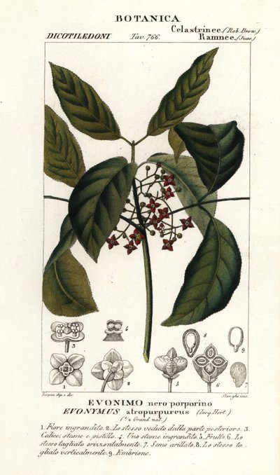 汉密尔顿刺桐，Euonymus hamiltonianus 作者 stanghi stanghi