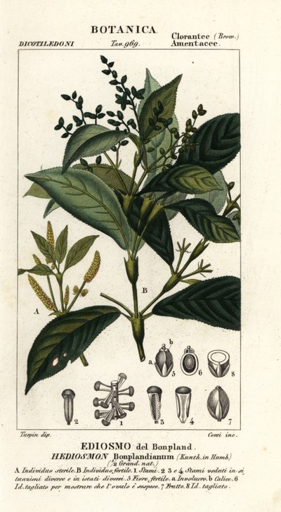 Hedyosmum bonplandianum 作者 stanghi stanghi