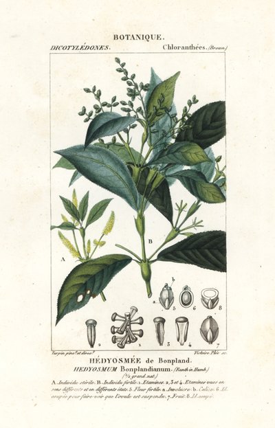 Hedyosmum bonplandianum, Kunth 作者 stanghi stanghi