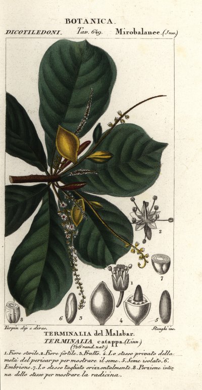 印度杏，Terminalia catappa 作者 stanghi stanghi