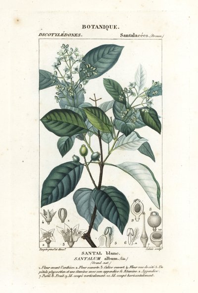 印度檀香，Santalum album，易受伤害 作者 stanghi stanghi