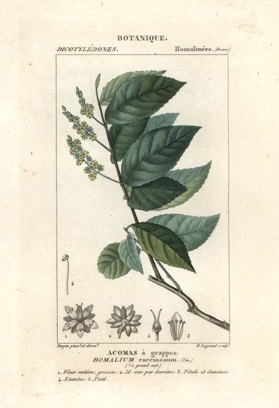 铁树，Homalium racemosum 作者 stanghi stanghi