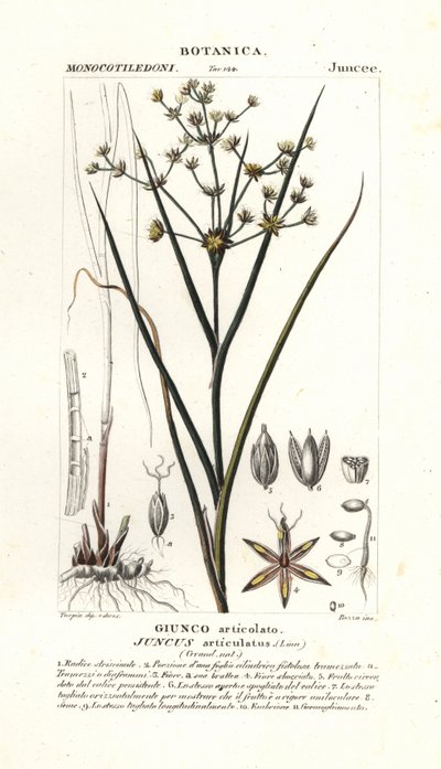 灯芯草, Juncus articulatus 作者 stanghi stanghi