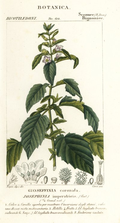 约瑟芬 作者 stanghi stanghi