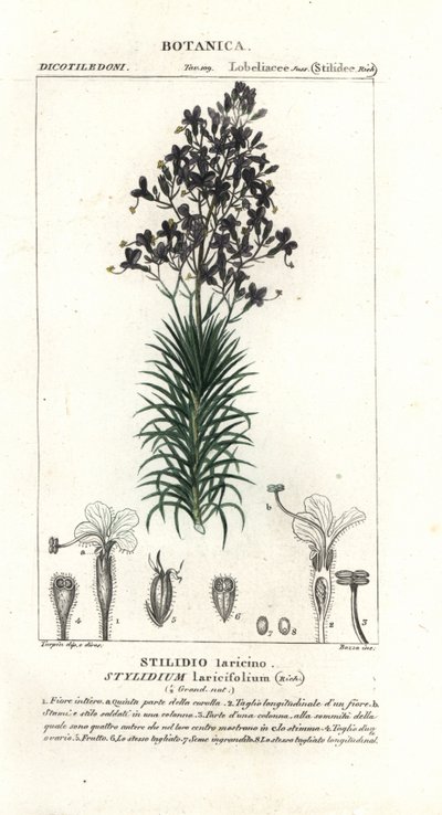 落叶松叶或树触发植物，Styridium laricifolium 作者 stanghi stanghi