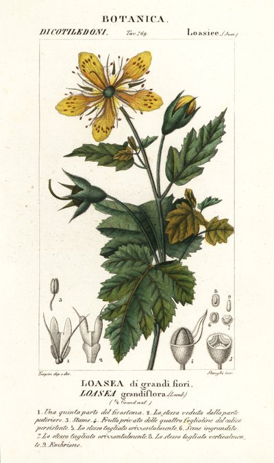 Loasea grandiflora 作者 stanghi stanghi