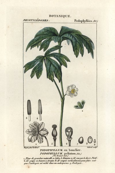 五月枫，荚果 作者 stanghi stanghi