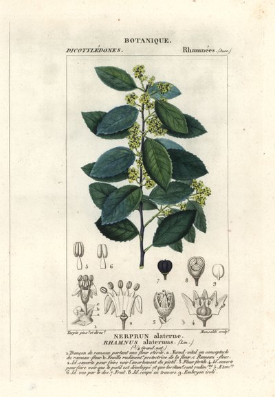 地中海沙棘 Rhamnus aternus 作者 stanghi stanghi