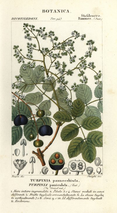 羊脂木，Turpinia occidentalis 作者 stanghi stanghi