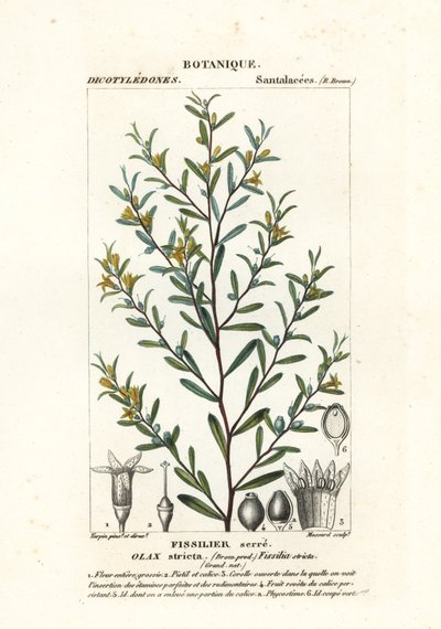 严花栎 作者 stanghi stanghi