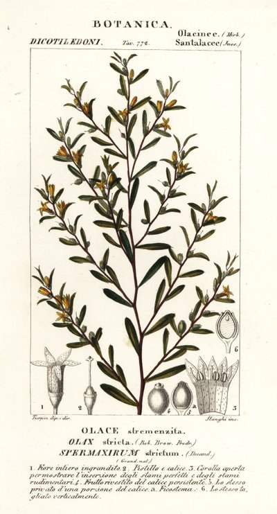严花栎 作者 stanghi stanghi