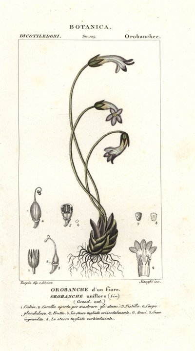 一花列当 (Orobanche uniflora) 作者 stanghi stanghi