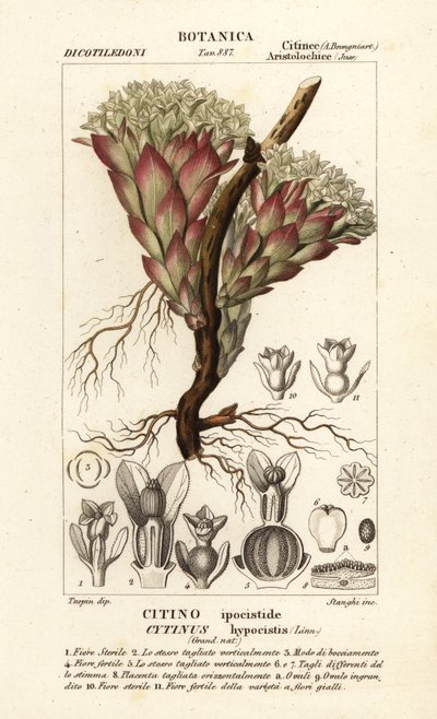 寄生植物，Cytinus hypocistis 作者 stanghi stanghi